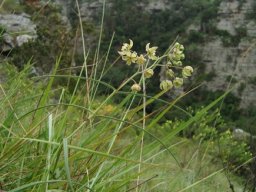 Asclepias praemorsa